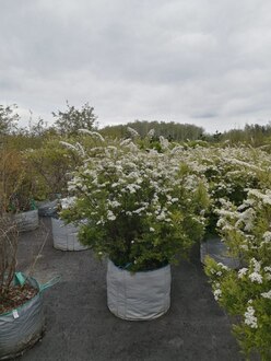 Топиарий Спирея серая Грефшейм Шар (Grefsheim)