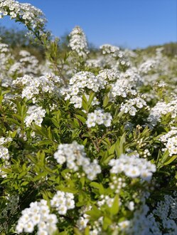Топиарий Спирея серая Грефшейм Шар (Grefsheim)