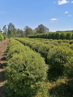 Топиарий Спирея серая Грефшейм Шар (Grefsheim)