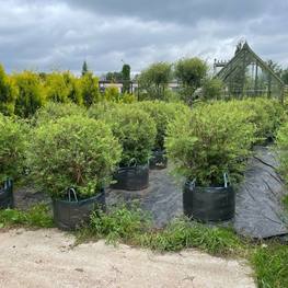 Топиарий Спирея серая Грефшейм Шар (Grefsheim)