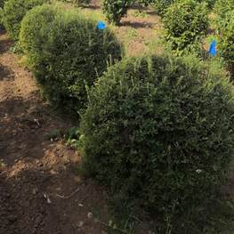 Топиарий Спирея серая Грефшейм Шар (Grefsheim)