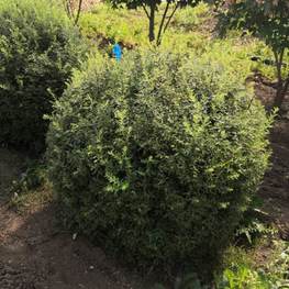 Топиарий Спирея серая Грефшейм Шар (Grefsheim)