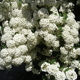 Топиарий Шар Спирея Вангутта Спирея вангуттей (Spiraea x Vanhouttei)