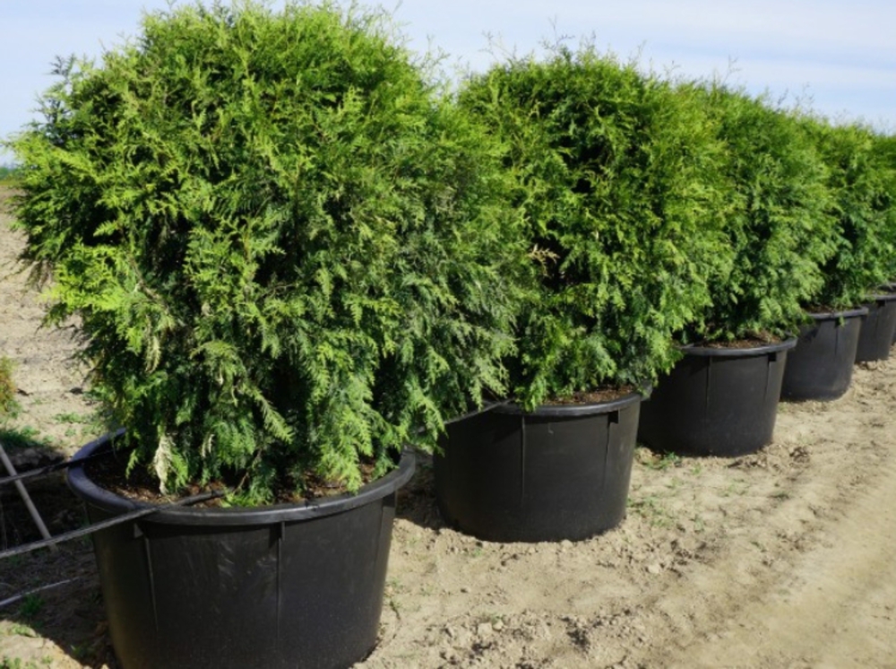 Туя западная Брабант (Brabant) Шар