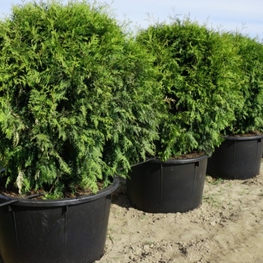 Туя западная Брабант (Brabant) Шар