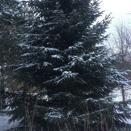 Ель обыкновенная Пицея абиес (Picea abies) крупномер