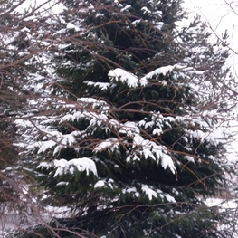 Ель обыкновенная Пицея абиес (Picea abies) крупномер