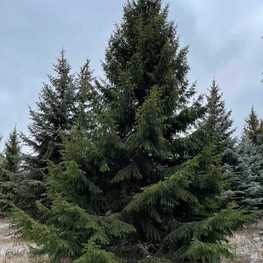 Ель обыкновенная Пицея абиес (Picea abies) крупномер