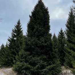 Ель обыкновенная Пицея абиес (Picea abies) крупномер