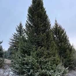 Ель обыкновенная Пицея абиес (Picea abies) крупномер