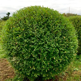 Вяз мелколистный шар (Ulmus)