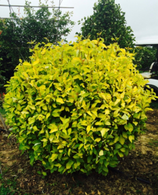 Дерен белый Аурея (Aurea) Шар