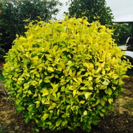 Дерен белый Аурея (Aurea) Шар