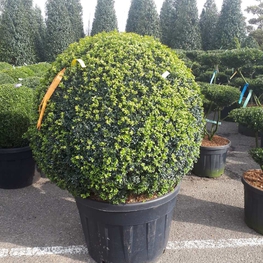 Топиарий шар Самшит вечнозеленый Буксус семпервиренс (Buxus sempervirens)