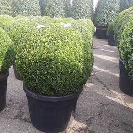 Топиарий шар Самшит вечнозеленый Буксус семпервиренс (Buxus sempervirens)