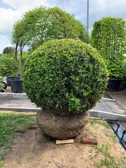 Топиарий шар Самшит вечнозеленый Буксус семпервиренс (Buxus sempervirens)