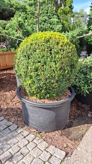 Топиарий шар Самшит вечнозеленый Буксус семпервиренс (Buxus sempervirens)