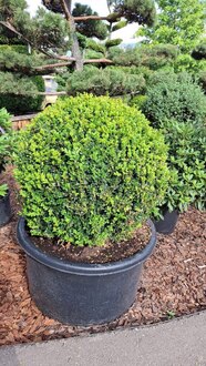 Топиарий шар Самшит вечнозеленый Буксус семпервиренс (Buxus sempervirens)