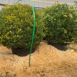 Топиарий шар Самшит вечнозеленый Буксус семпервиренс (Buxus sempervirens)