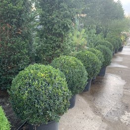 Топиарий шар Самшит вечнозеленый Буксус семпервиренс (Buxus sempervirens)