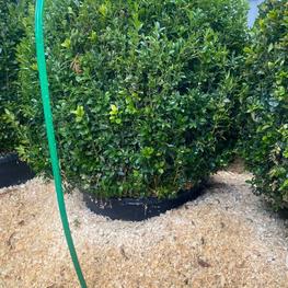 Топиарий шар Самшит вечнозеленый Буксус семпервиренс (Buxus sempervirens)