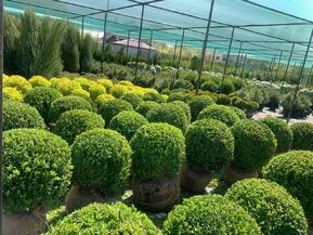 Топиарий шар Самшит вечнозеленый Буксус семпервиренс (Buxus sempervirens)
