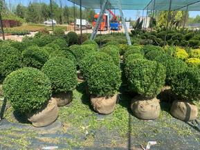 Топиарий шар Самшит вечнозеленый Буксус семпервиренс (Buxus sempervirens)