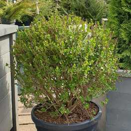 Сирень Мейера Палибин (Palibin) Шар