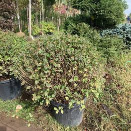 Сирень Мейера Палибин (Palibin) Шар