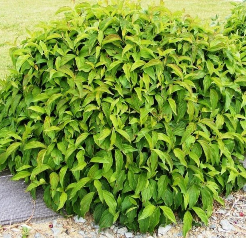 Дерен отпрысковый Флавирамеа (Flaviramea) Шар