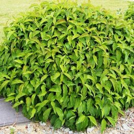 Дерен отпрысковый Флавирамеа (Flaviramea) Шар