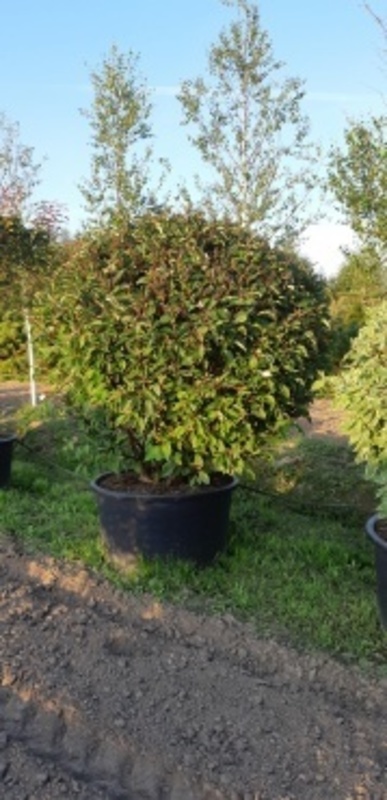 Дерен белый Кессельринги (Kesselringii) Шар