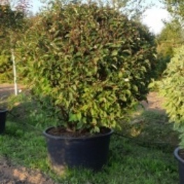 Дерен белый Кессельринги (Kesselringii) Шар