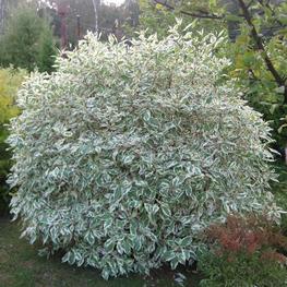 Дерен белый Сибирика Вариегата (Sibirica Variegata) Шар