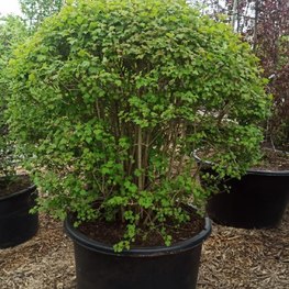 Калина обыкновенная Шар