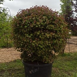 Калина обыкновенная Шар