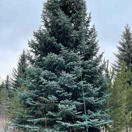 Ель Глаука Глаука (Glauca) крупномер