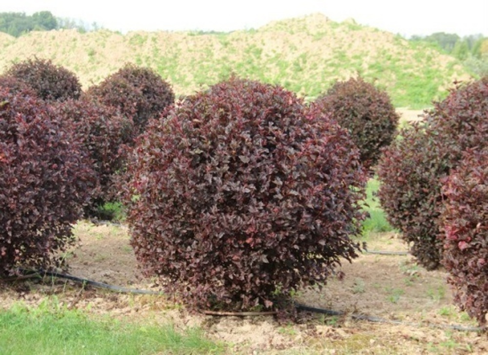 Пузыреплодник калин. Диаболо (Diabolo) Шар
