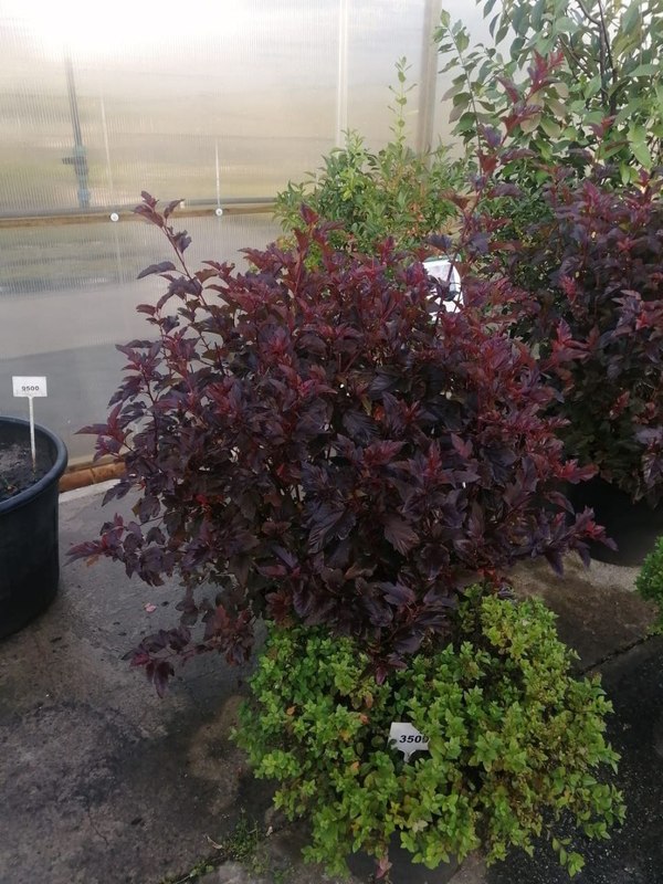 Пузыреплодник калин. Диаболо (Diabolo) Шар