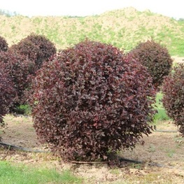 Пузыреплодник калин. Диаболо (Diabolo) Шар