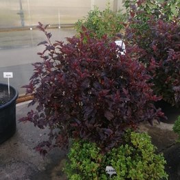 Пузыреплодник калин. Диаболо (Diabolo) Шар