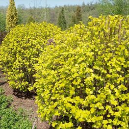 Пузыреплодник калин. Лютеус (Luteus) Шар