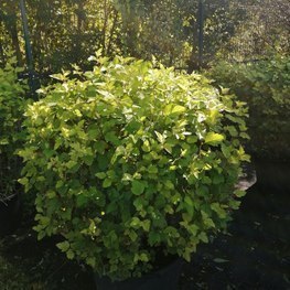 Пузыреплодник калин. Лютеус (Luteus) Шар