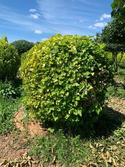 Пузыреплодник калин. Лютеус (Luteus) Шар