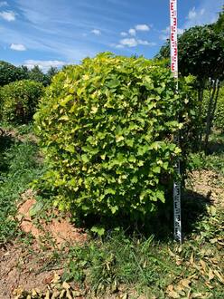 Пузыреплодник калин. Лютеус (Luteus) Шар