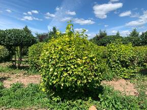 Пузыреплодник калин. Лютеус (Luteus) Шар