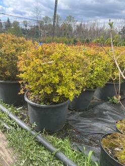 Топиарий Спирея японская (Golden Princess) Шар Голден Принцесс