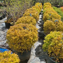 Топиарий Спирея японская (Golden Princess) Шар Голден Принцесс