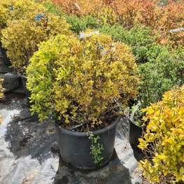 Топиарий Спирея японская (Golden Princess) Шар Голден Принцесс