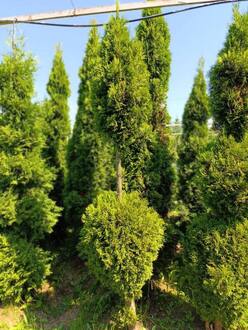 Туя западная Смарагд (Smaragd) Грин-Арт